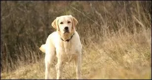 Le chien voit en noir et blanc.