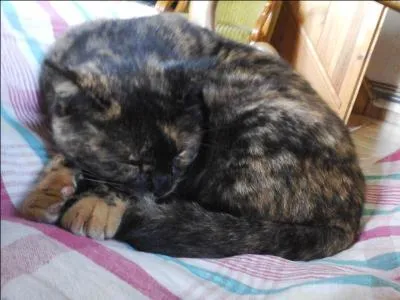 Le chat retombe toujours sur ses pattes.