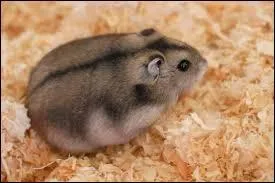 Le hamster vit-il le jour ?
