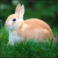 Que mange le lapin ?