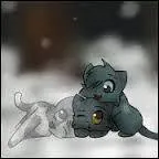 .... était la soeur de Patte de brume et elle et morte de froid.