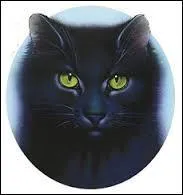 Quel crime a commis Feuille de houx ?