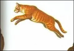 Qui est la mère de Feuille de houx, Pelage de lion et Oeil de geai ?