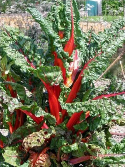 Poirée, jotte ou joute, c'est une plante potagère cultivée pour ses feuilles et ses côtes :