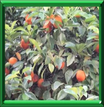 Orange amère utilisée dans la fabrication du curaçao :