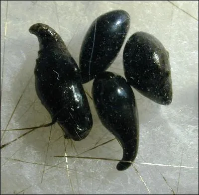 Comment sont appelées ces roches volcaniques en forme de gouttes plus ou moins grosses ?