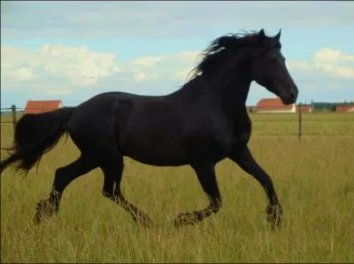 À quelle race appartient ce cheval ?