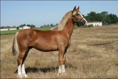 Quelle est la race de ce poney ?