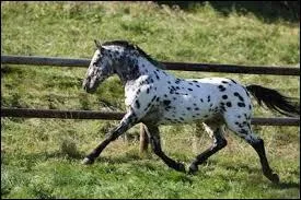 À quelle race appartient ce cheval ?