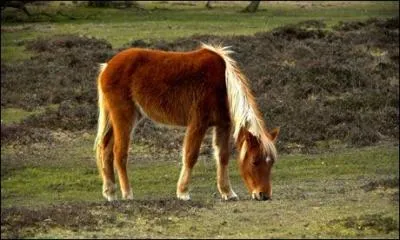 À quelle race appartient ce poney ?
