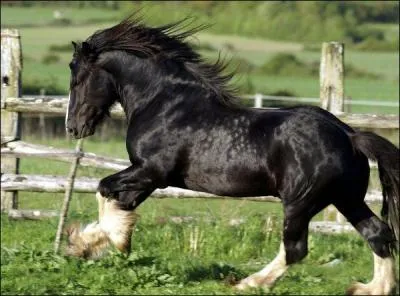 À quelle race appartient ce cheval de trait ?