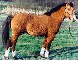 À quelle race appartient ce cheval ?