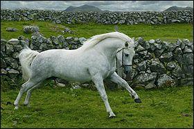 Quiz Poneys