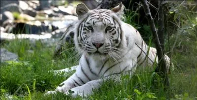 Il est la seule sous-espèce de tigre à pouvoir être blanc, il s'agit du :