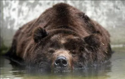 Il est le plus grand des ours brun, et le deuxième plus grand carnivore terrestre au monde, après l'ours polaire, il s'agit de :
