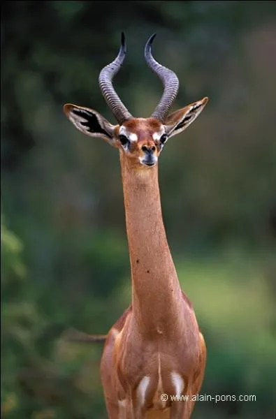 Cette superbe antilope est aussi nommée, l'antilope-girafe avec son long cou, il s'agit de :