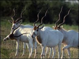 Cette sublime antilope en danger critique d'extinction est :