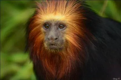 Ce sublime petit primate coloré est un :