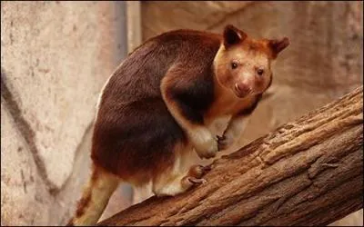 Ce sublime animal est un :