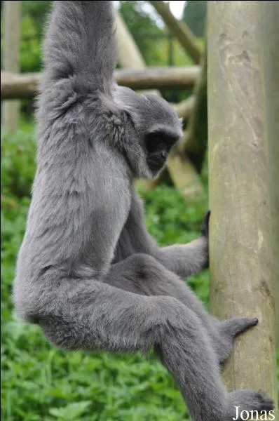 Ce magnifique primate est un :