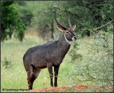 Cette belle antilope est :