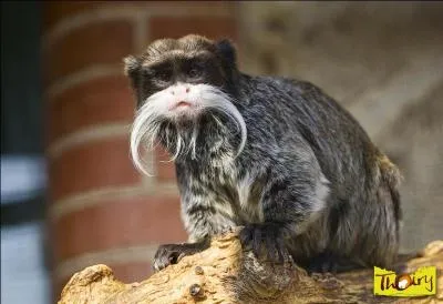 Oh ! Cette belle et longue moustache lui ont offert son nom :