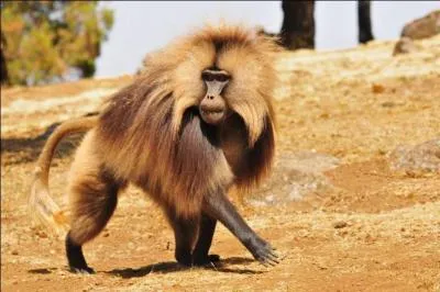 Ce sublime primate vit sur les hauts plateaux éthiopiens, il s'agit :