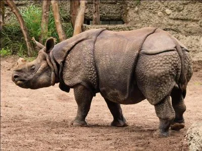 Ce sublime rhinocéros est un :