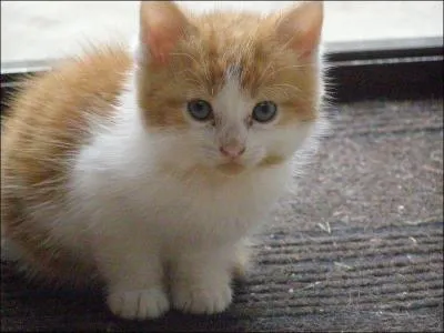 Combien de couleurs différentes un mâle peut-il avoir sur sa robe (au maximum) ?