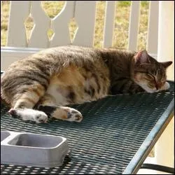 Combien de portées une chatte peut-elle avoir par an ?