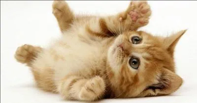 Y a-t-il des chats qui ont la queue courte ?