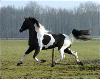 Quelle est la robe d 'un cheval blanc avec des taches noires ?
