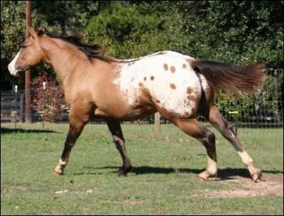 Quelle est la robe d 'un cheval marron clair et à crinière un tout petit peu plus clair ? (désolé se n est pas la bonne image et j ai un beug je peu pas la changer.)
