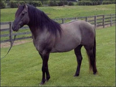 Quelle est la robe d'un cheval gris à crinière noire ?