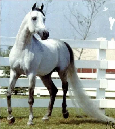 Quelle est la robe d 'un cheval à peau grise et à poils blancs ?