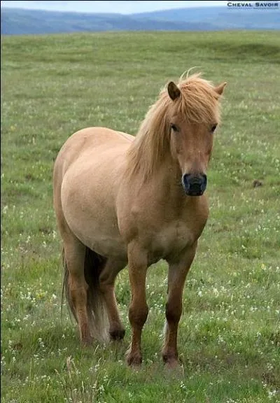 Quelle est la robe d'un cheval marron clair ?