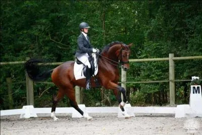 Quelle est la robe d'un cheval marron foncé à crinière noire ?