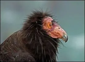 Comment s'appelle cet oiseau ?