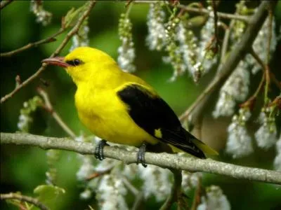 Comment s'appelle cet oiseau ?