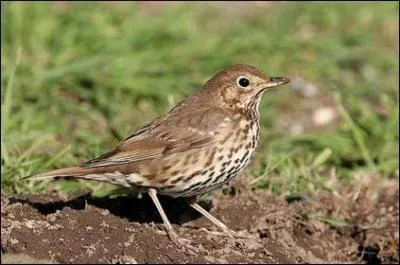Comment s'appelle cet oiseau ?