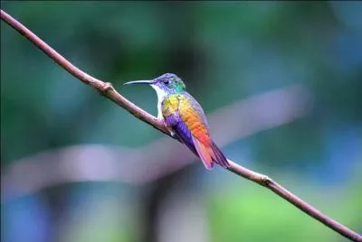 Comment s'appelle cet oiseau ?