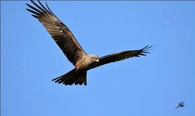 Comment s'appelle cet oiseau ?