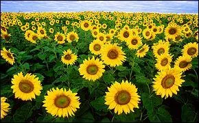 Durant la journée, ces fleurs suivent le Soleil. Quelles sont-elles ?