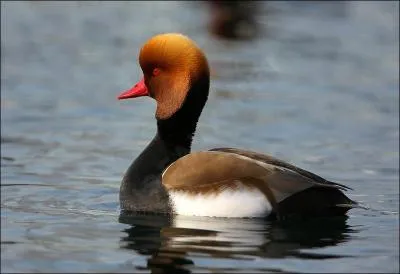 Quel est ce canard plongeur dont la femelle a un plumage terne ?