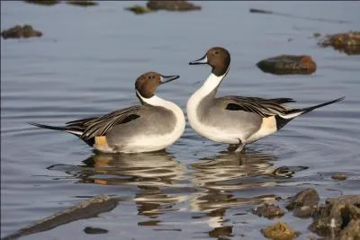 Ce canard est l'un des plus grands canards de surface de France. Regardez bien la queue car c'est le...
