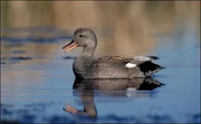 Quel est ce canard un peu plus petit que le colvert ?