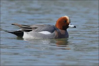 Quel est ce canard qui porte tr&egrave;s bien son nom ?