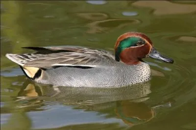 Quel est le plus petit canard d'Europe ?