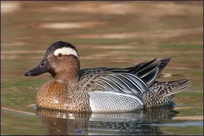 Quel est ce tr&egrave;s petit canard ?