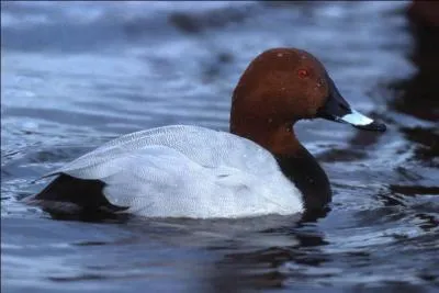 Quelle est ce canard plongeur commun en France ?